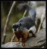 Animales