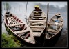 Botes
