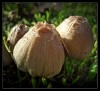 Hongos