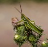 Mariposas e insectos